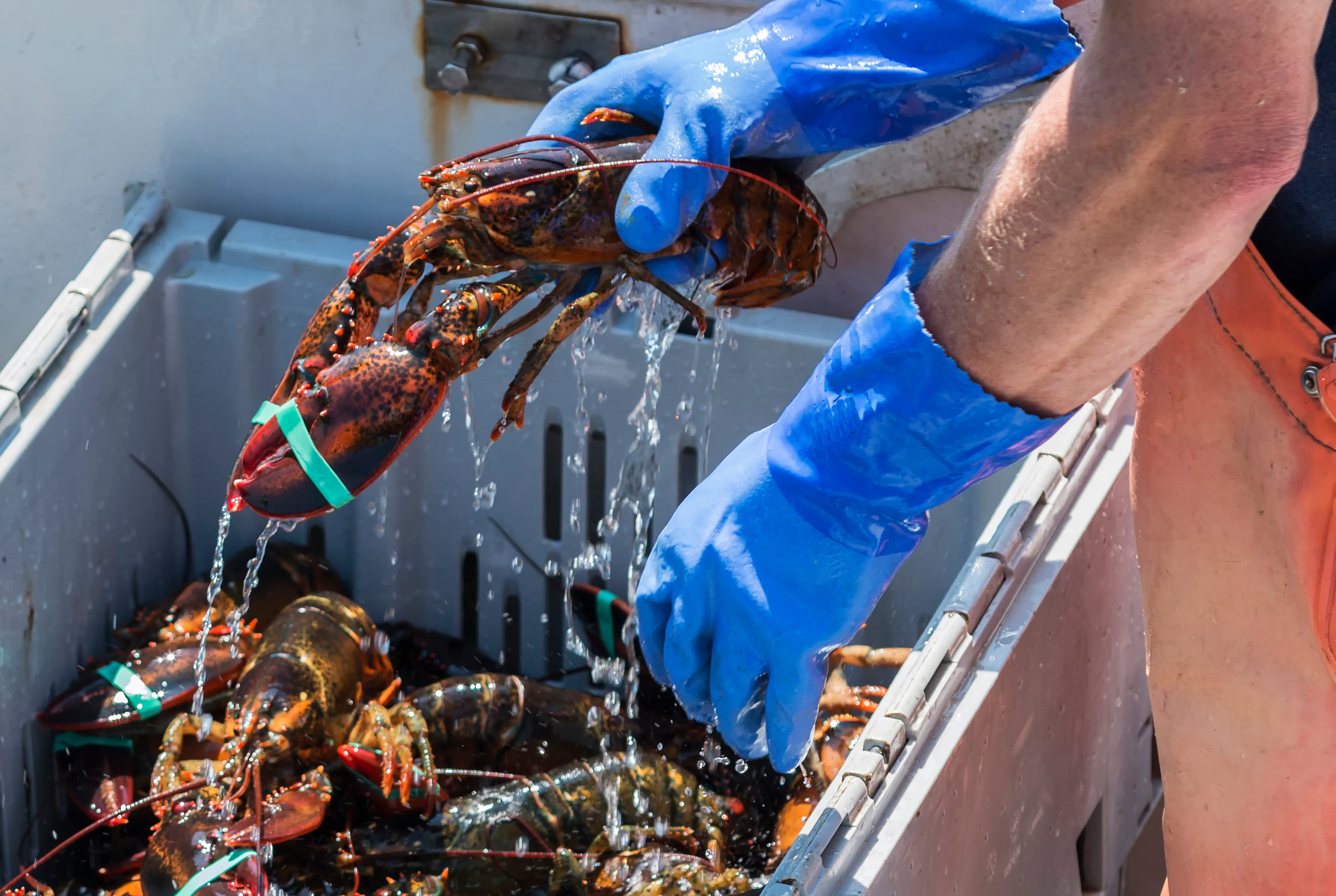 Federal Court of Appeals Decision a Victory for Maine Lobstermen's ...